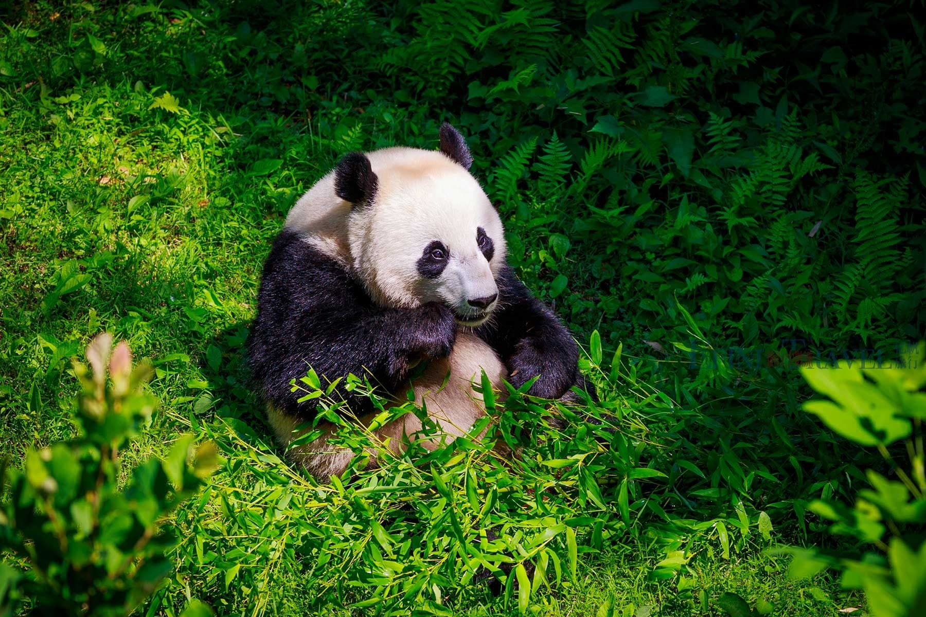 A giant panda at the Chengdu research base